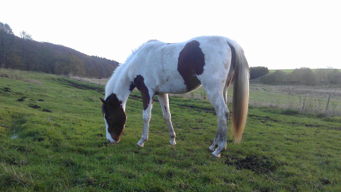 Pinto Araber Safhia billede 7