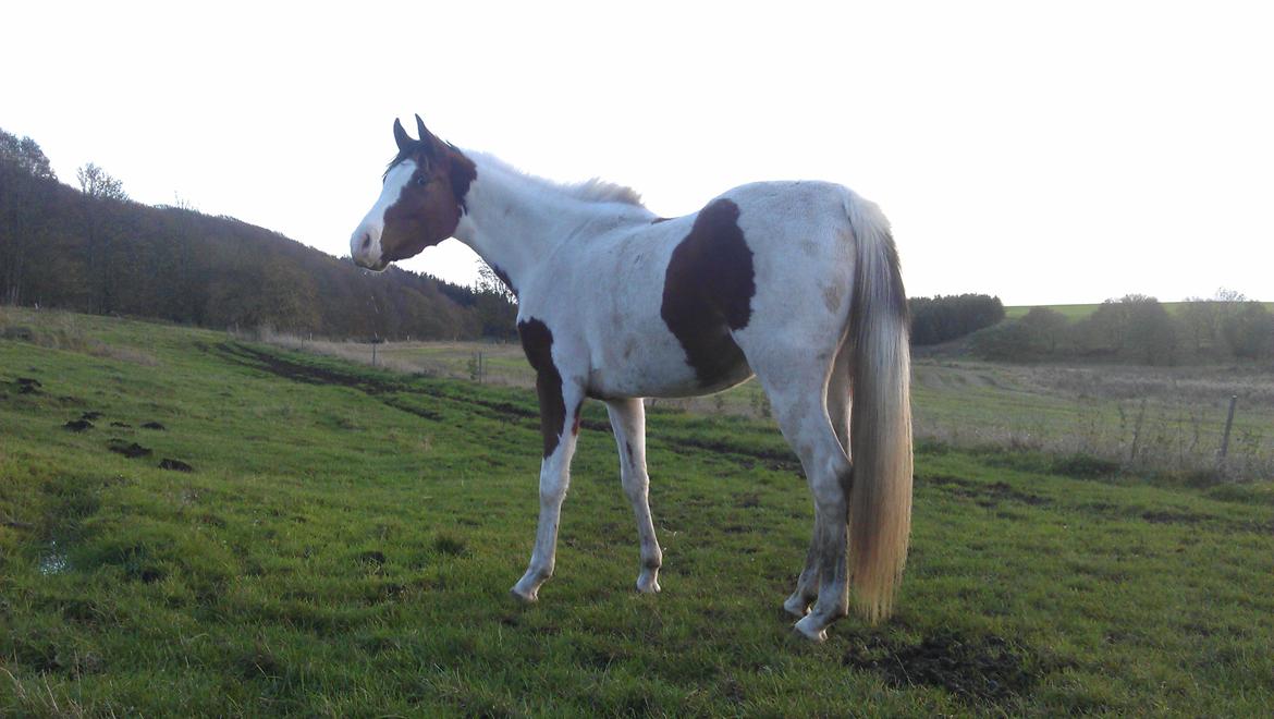 Pinto Araber Safhia billede 8