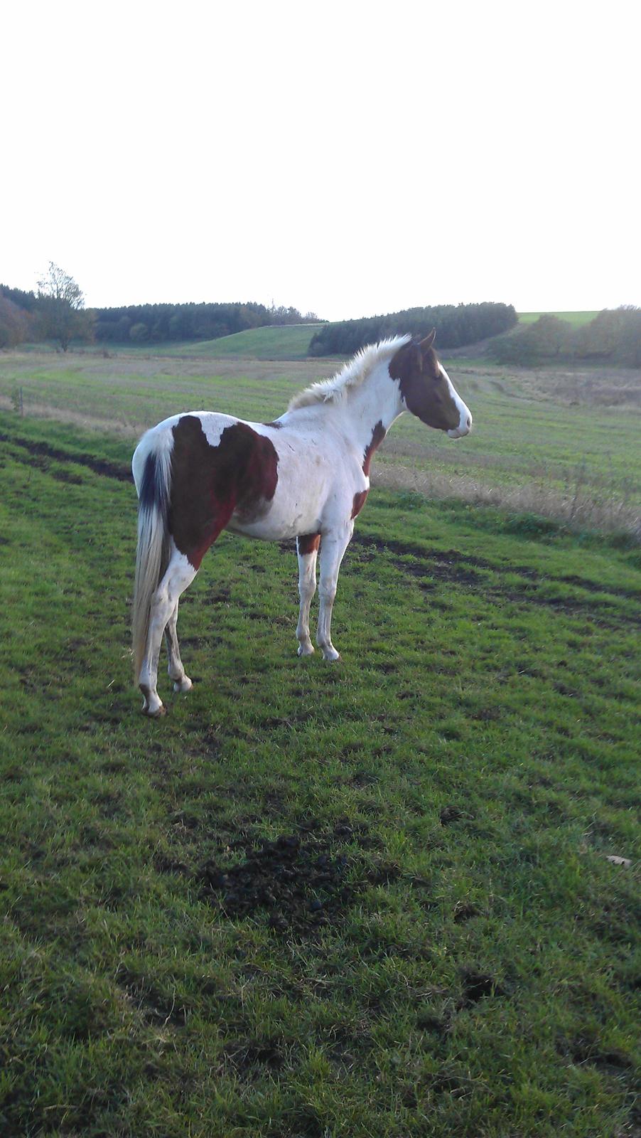 Pinto Araber Safhia billede 9