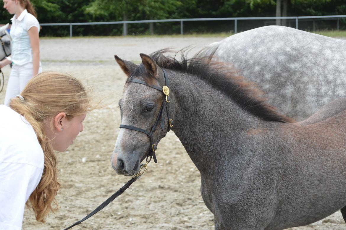 Welsh Pony (sec B) Bjerregårds Casia billede 9