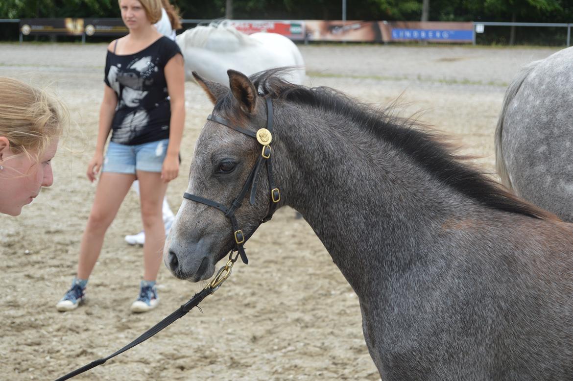 Welsh Pony (sec B) Bjerregårds Casia billede 11