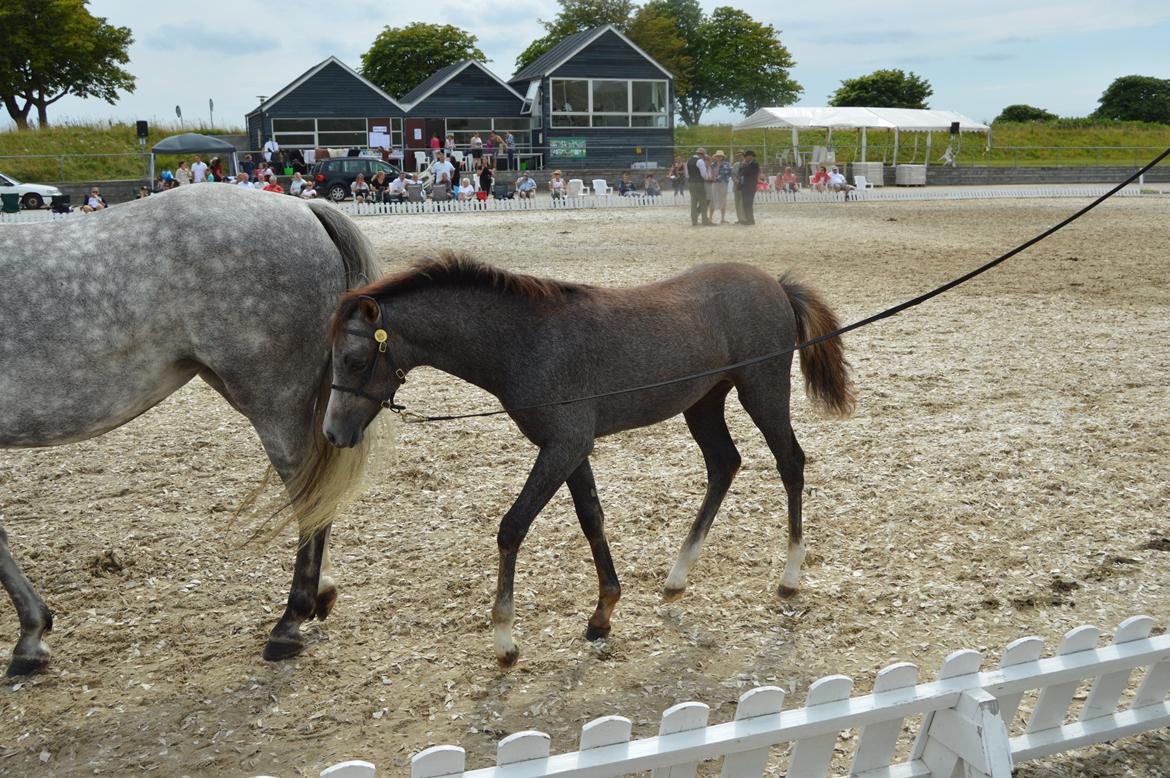 Welsh Pony (sec B) Bjerregårds Casia billede 14