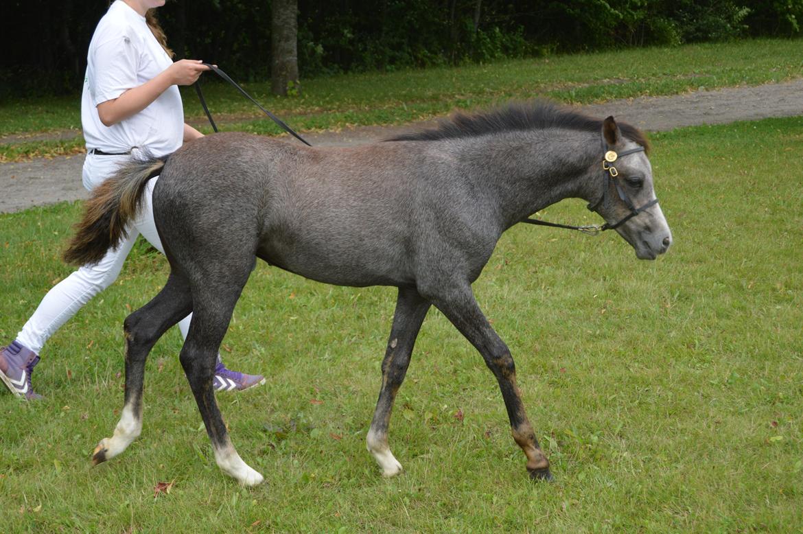 Welsh Pony (sec B) Bjerregårds Casia billede 10