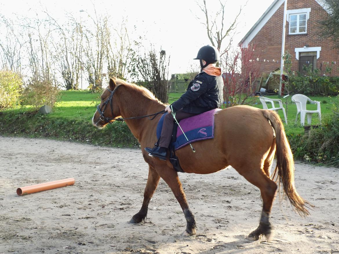 Anden særlig race Poppelgaardens Golden Cilli - undervisning d.5 nov 2013 billede 34