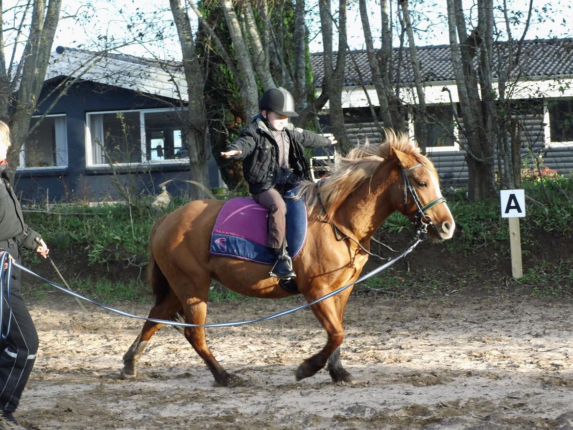 Anden særlig race Poppelgaardens Golden Cilli - undervisning d.5 nov 2013 billede 36