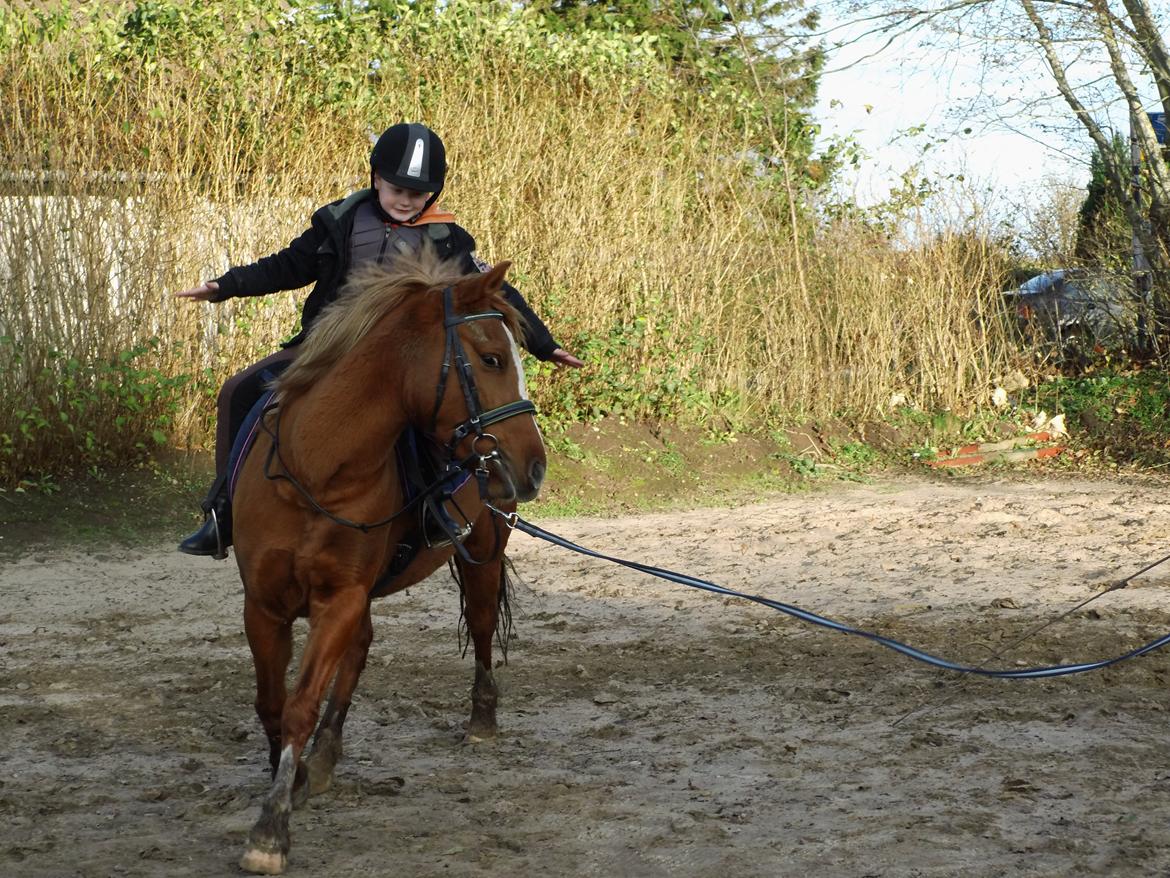 Anden særlig race Poppelgaardens Golden Cilli - undervisning d.5 nov 2013 billede 37