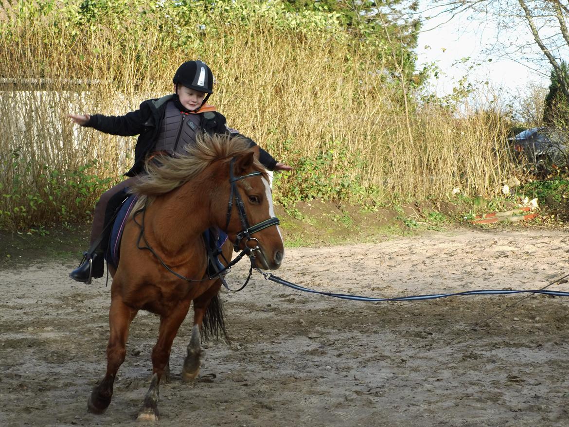 Anden særlig race Poppelgaardens Golden Cilli - undervisning d.5 nov 2013 billede 38