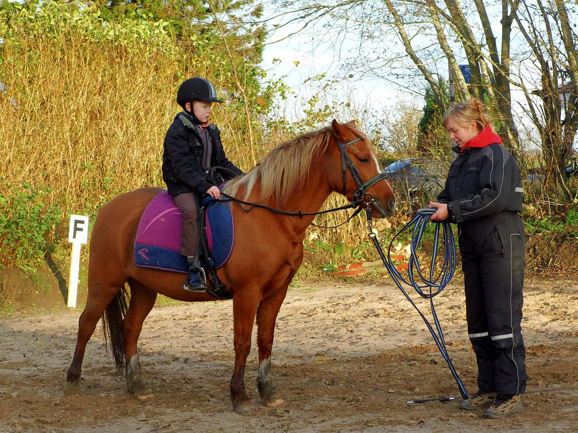 Anden særlig race Poppelgaardens Golden Cilli - undervisning d.5 nov 2013 billede 39