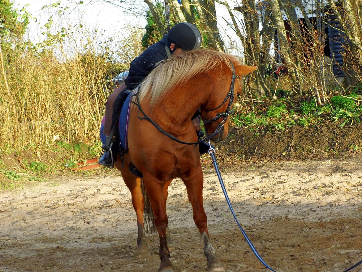 Anden særlig race Poppelgaardens Golden Cilli - undervisning d.5 nov 2013 billede 40