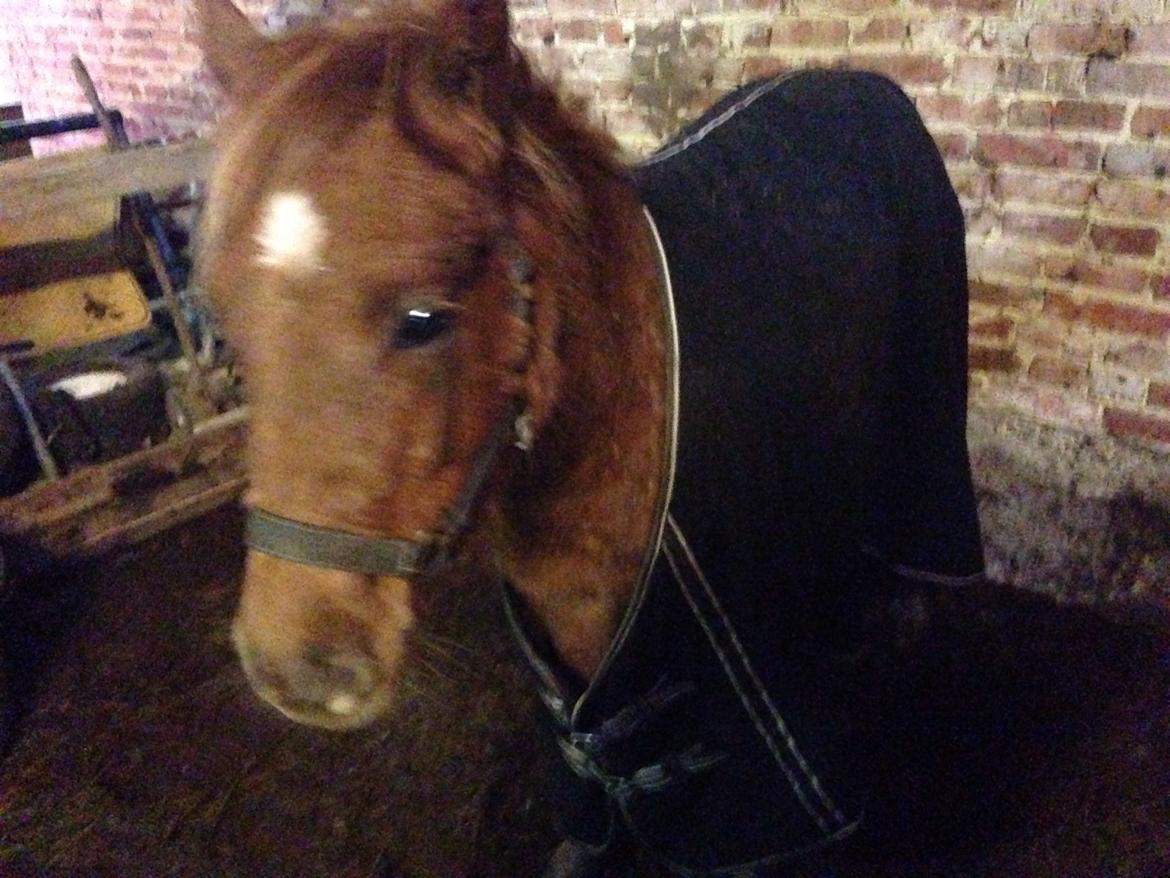 Anden særlig race Bakkegårds Bella billede 10