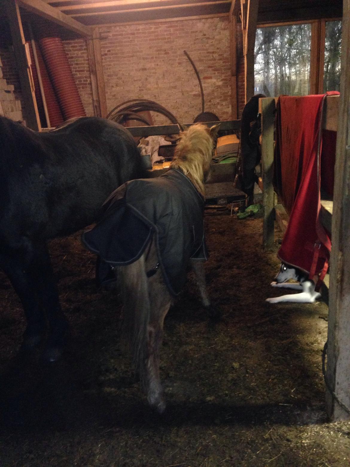 Anden særlig race Bakkegårds Bella billede 11