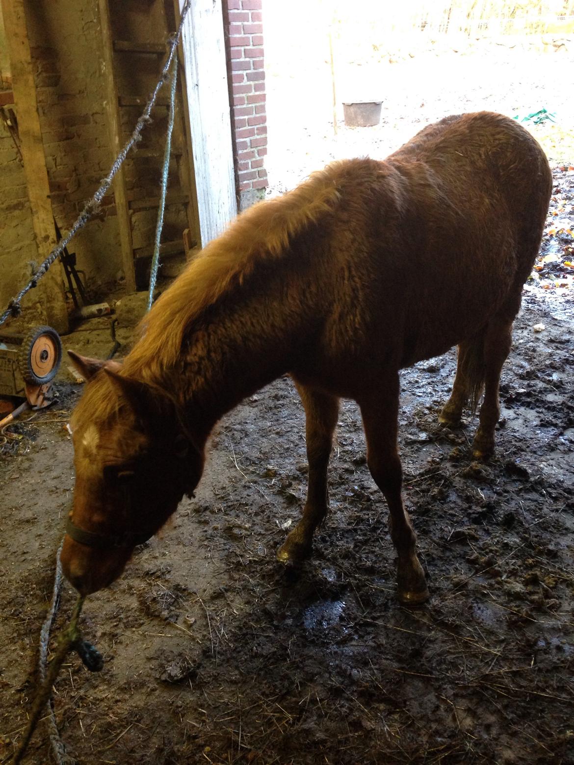 Anden særlig race Bakkegårds Bella billede 12