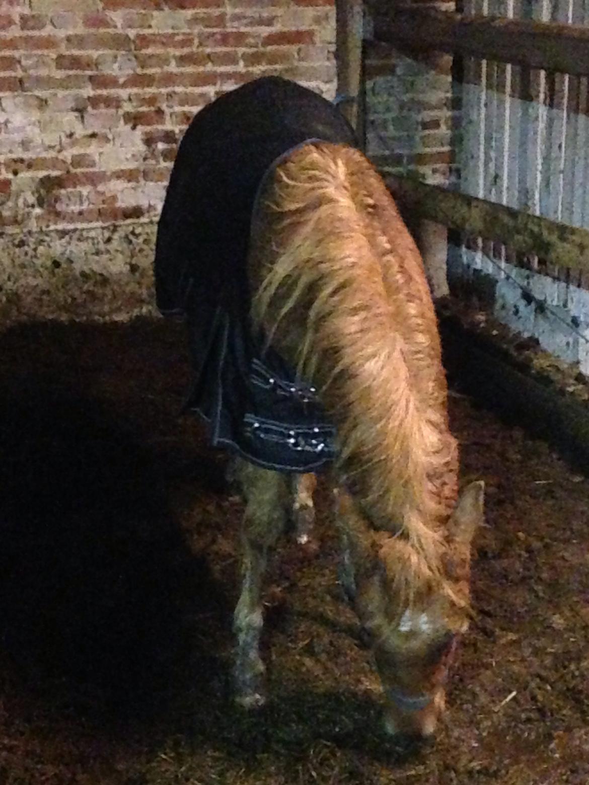 Anden særlig race Bakkegårds Bella billede 13