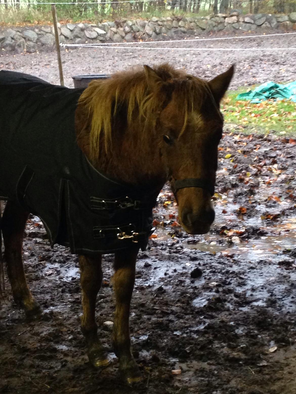 Anden særlig race Bakkegårds Bella billede 14