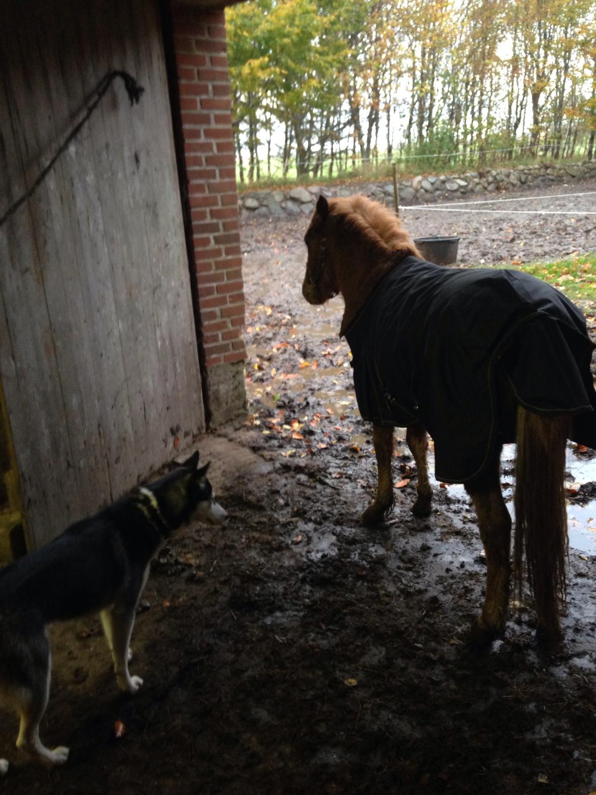 Anden særlig race Bakkegårds Bella billede 15