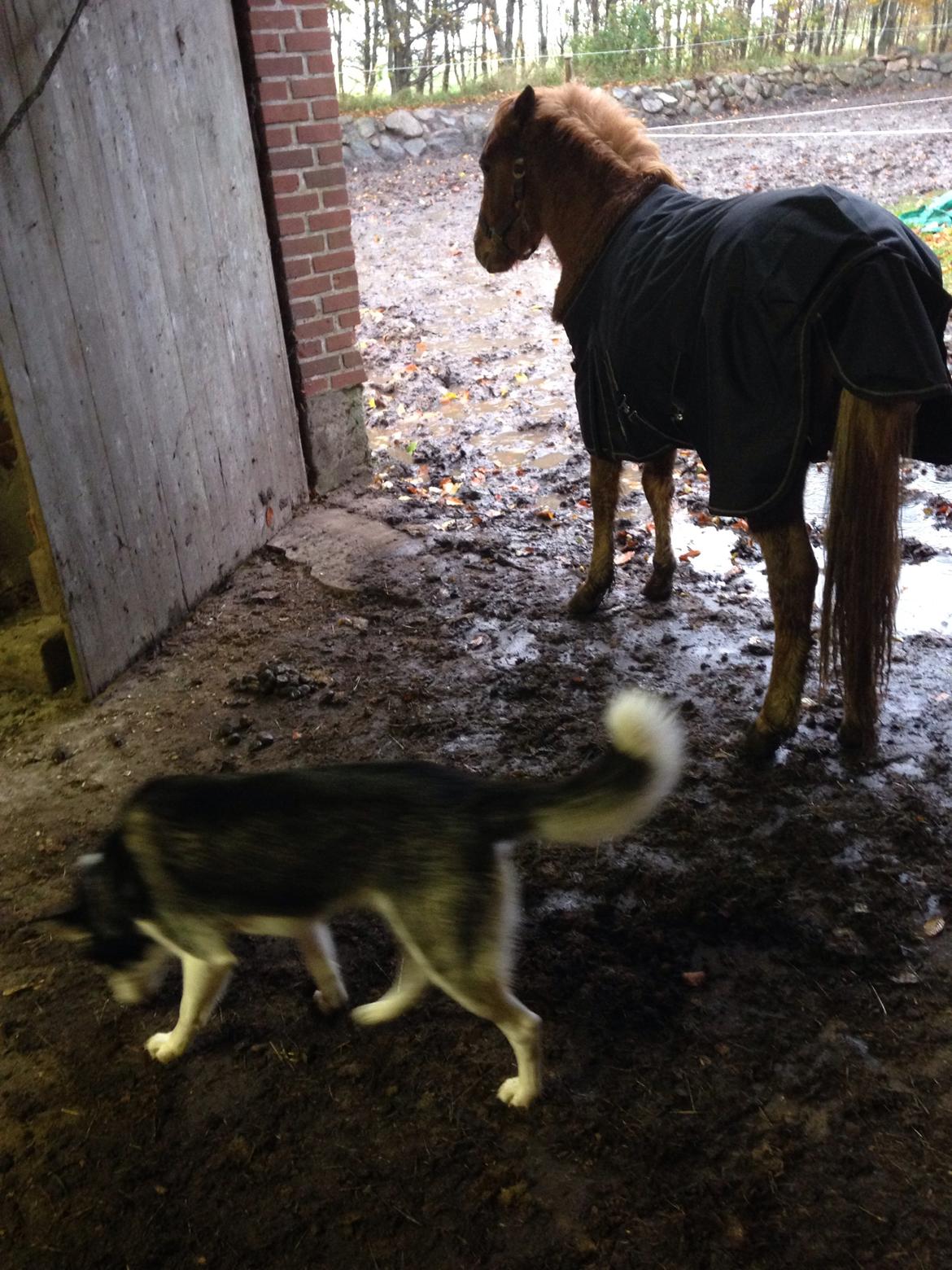 Anden særlig race Bakkegårds Bella billede 16