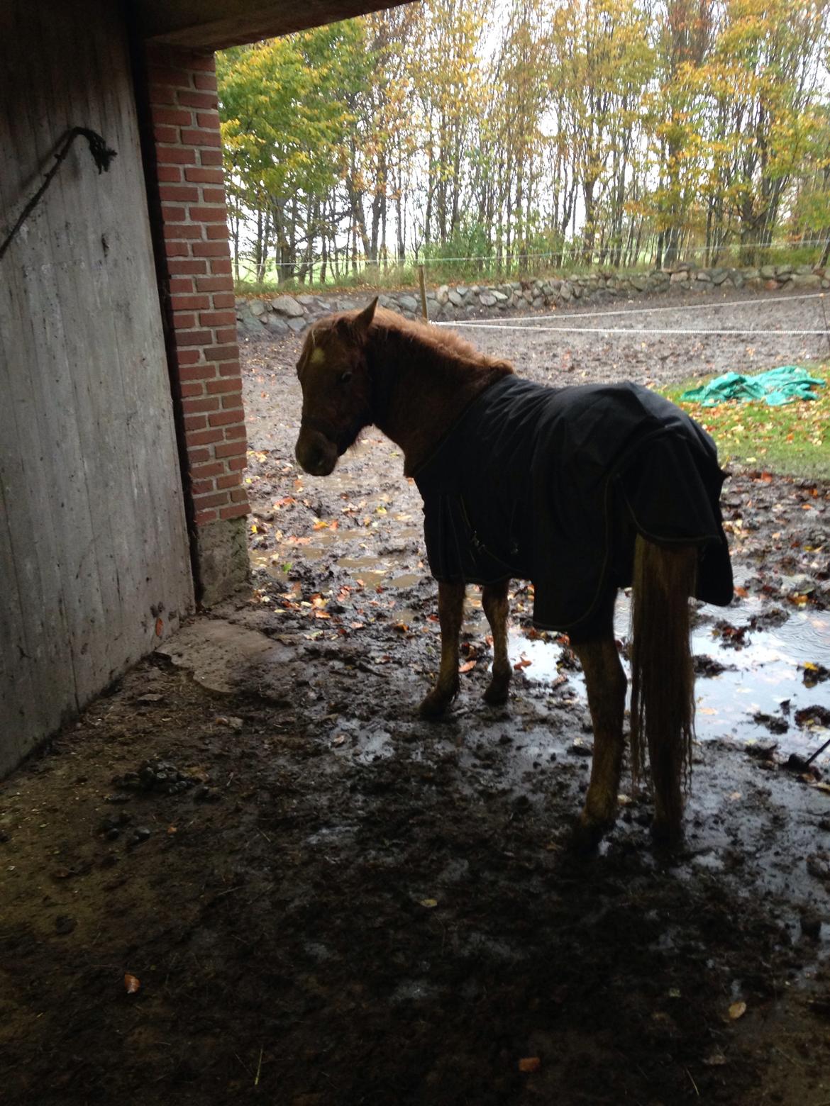 Anden særlig race Bakkegårds Bella billede 17