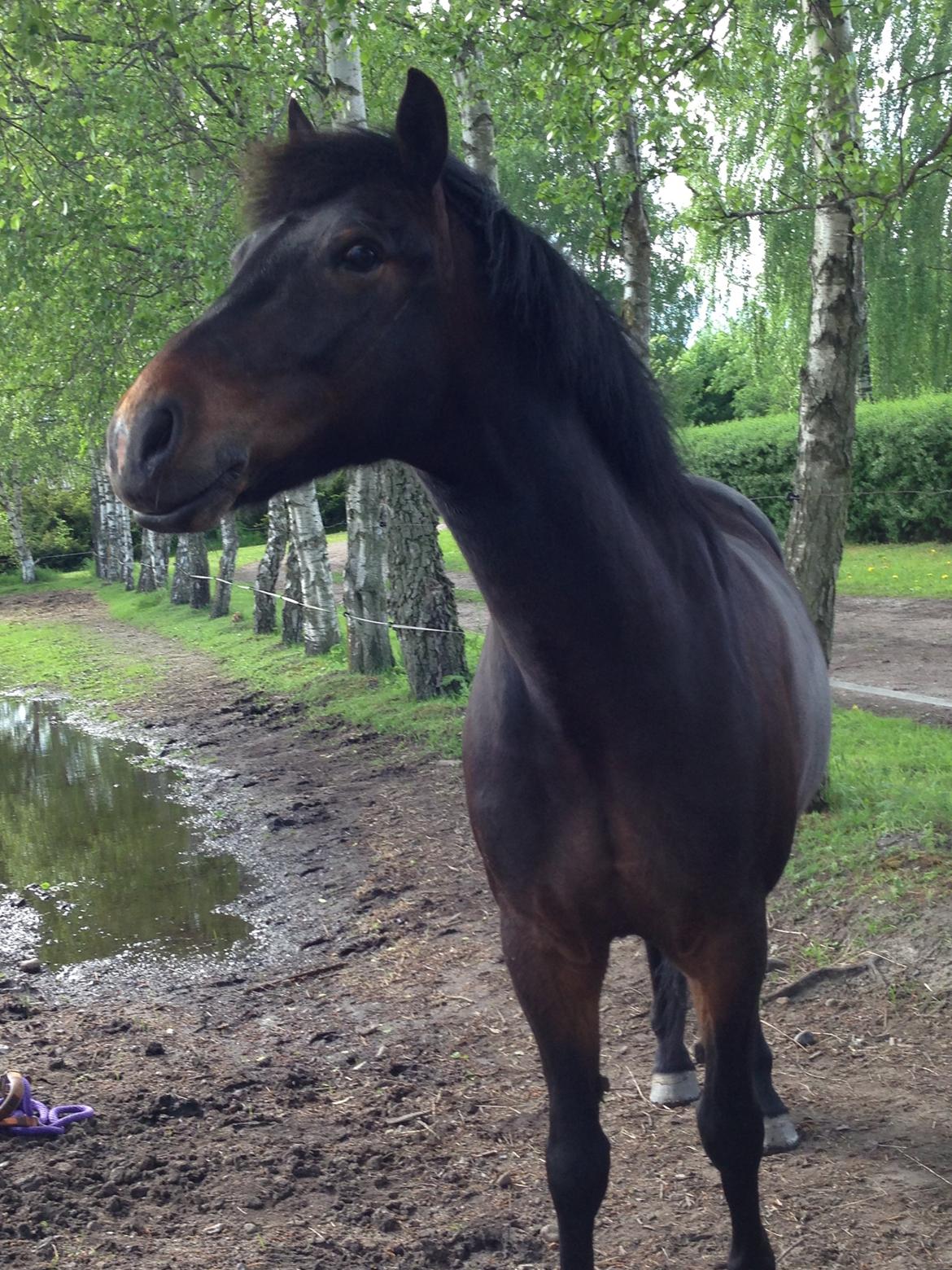 Anden særlig race Super star. <3 - folden<3 billede 3