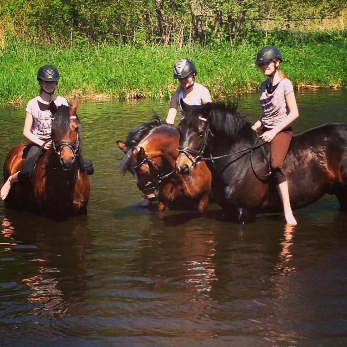 Anden særlig race Super star. <3 billede 13