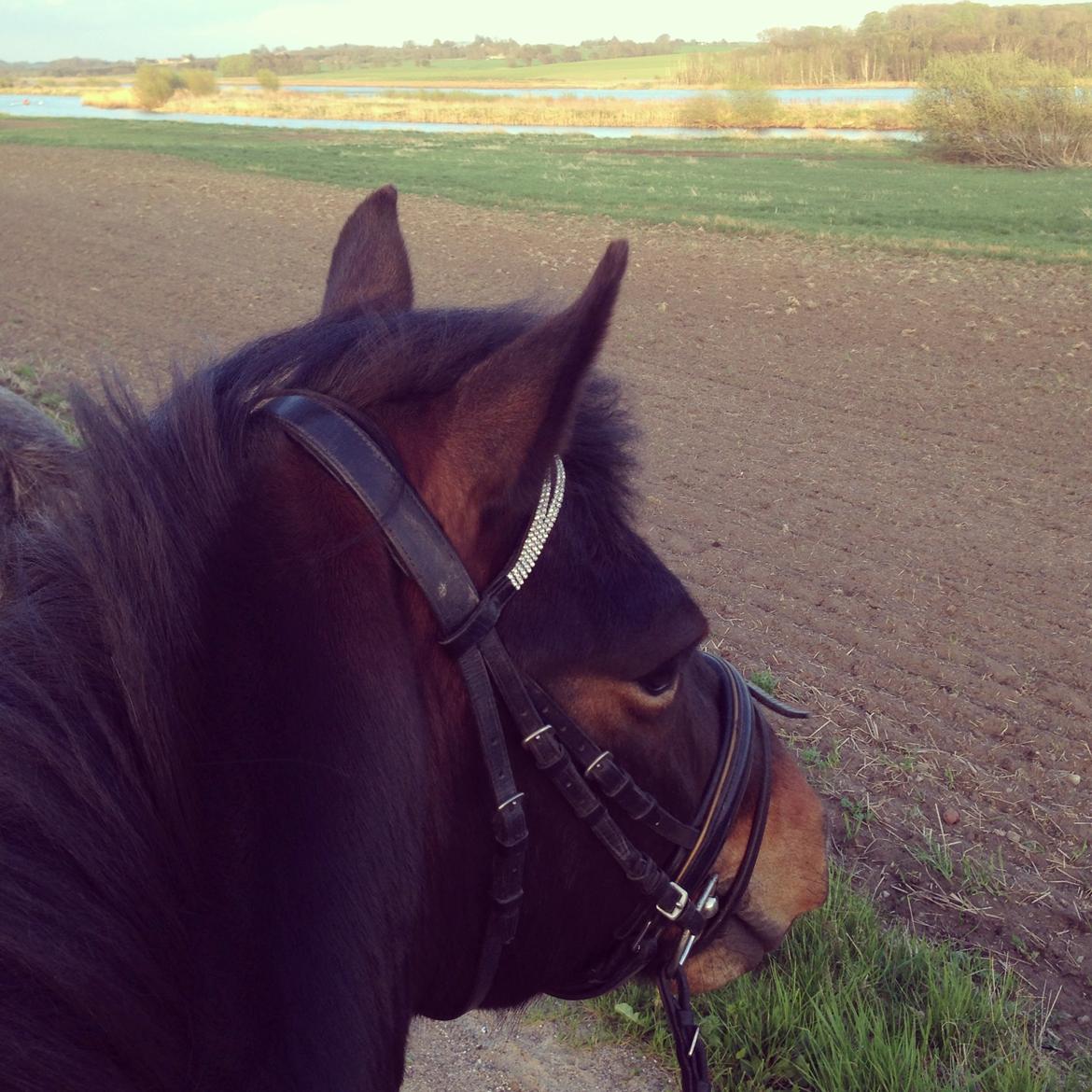 Anden særlig race Super star. <3 billede 14