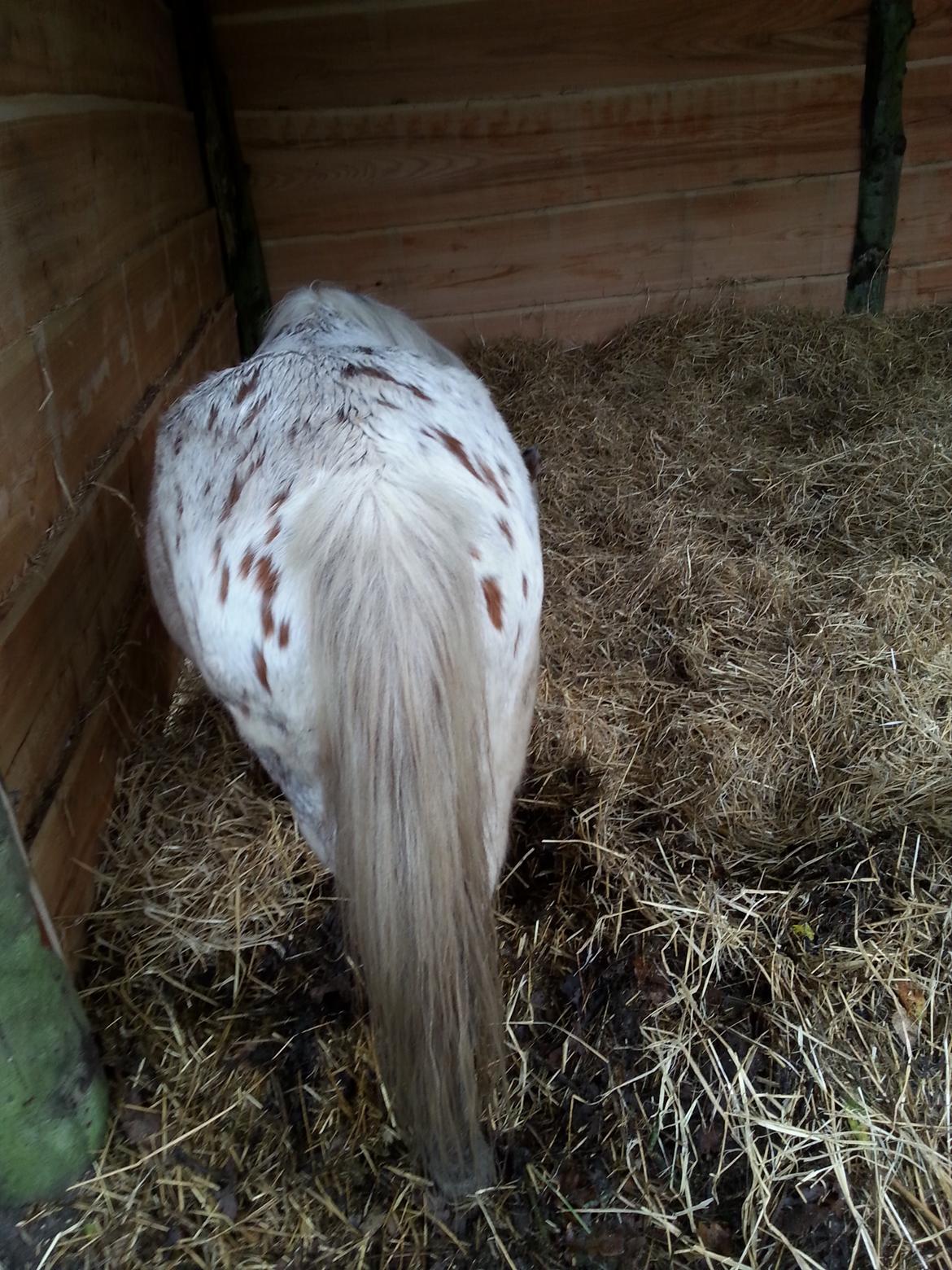 Anden særlig race Cassiopeia billede 21