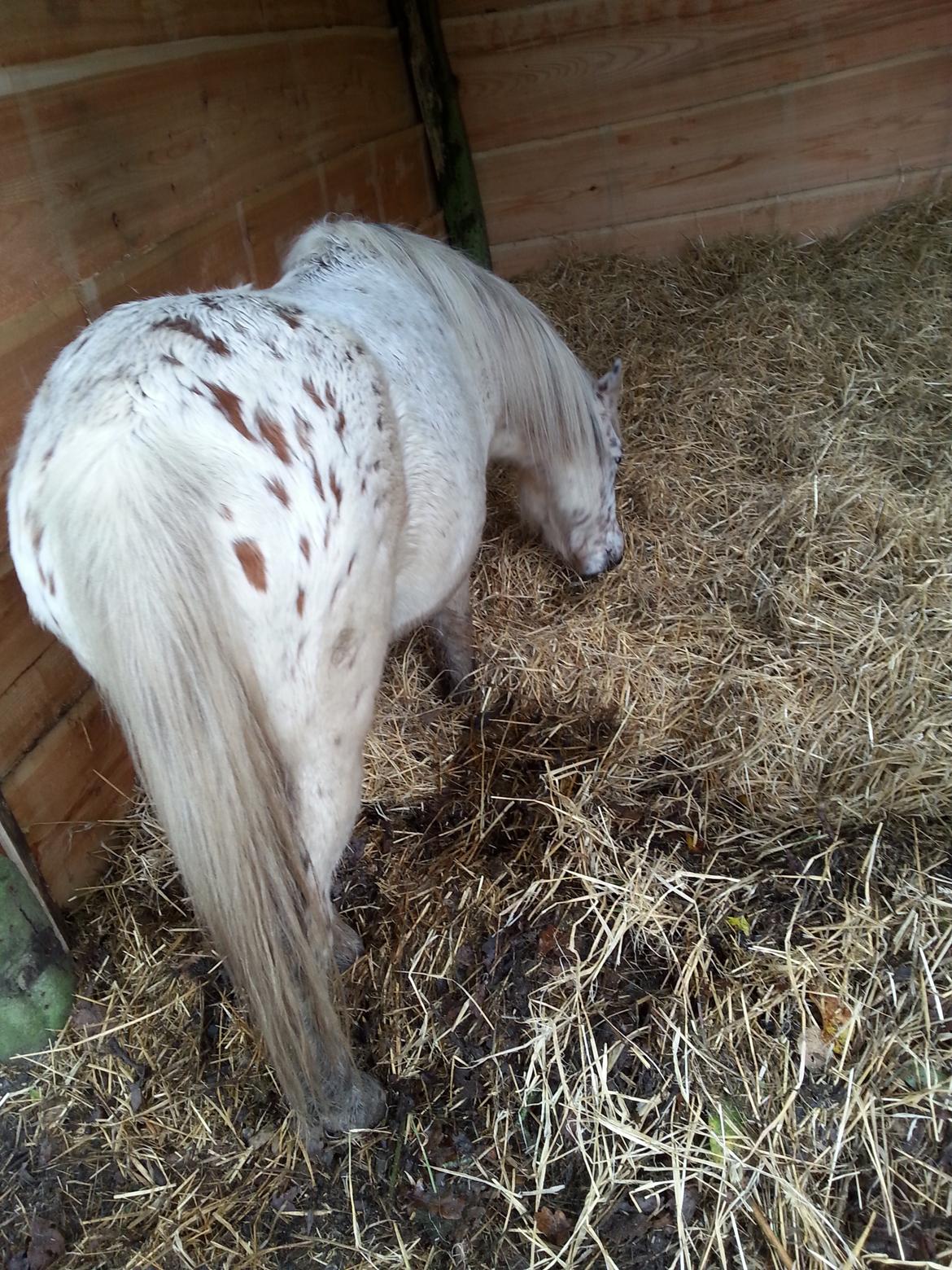 Anden særlig race Cassiopeia billede 22