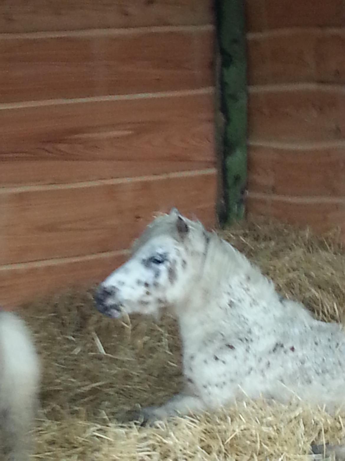 Anden særlig race Cassiopeia billede 23