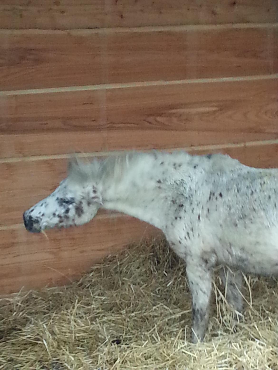 Anden særlig race Cassiopeia billede 24