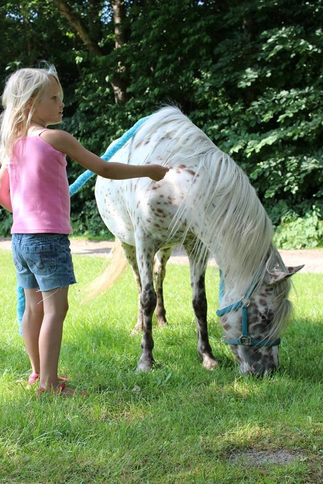 Anden særlig race Cassiopeia billede 28