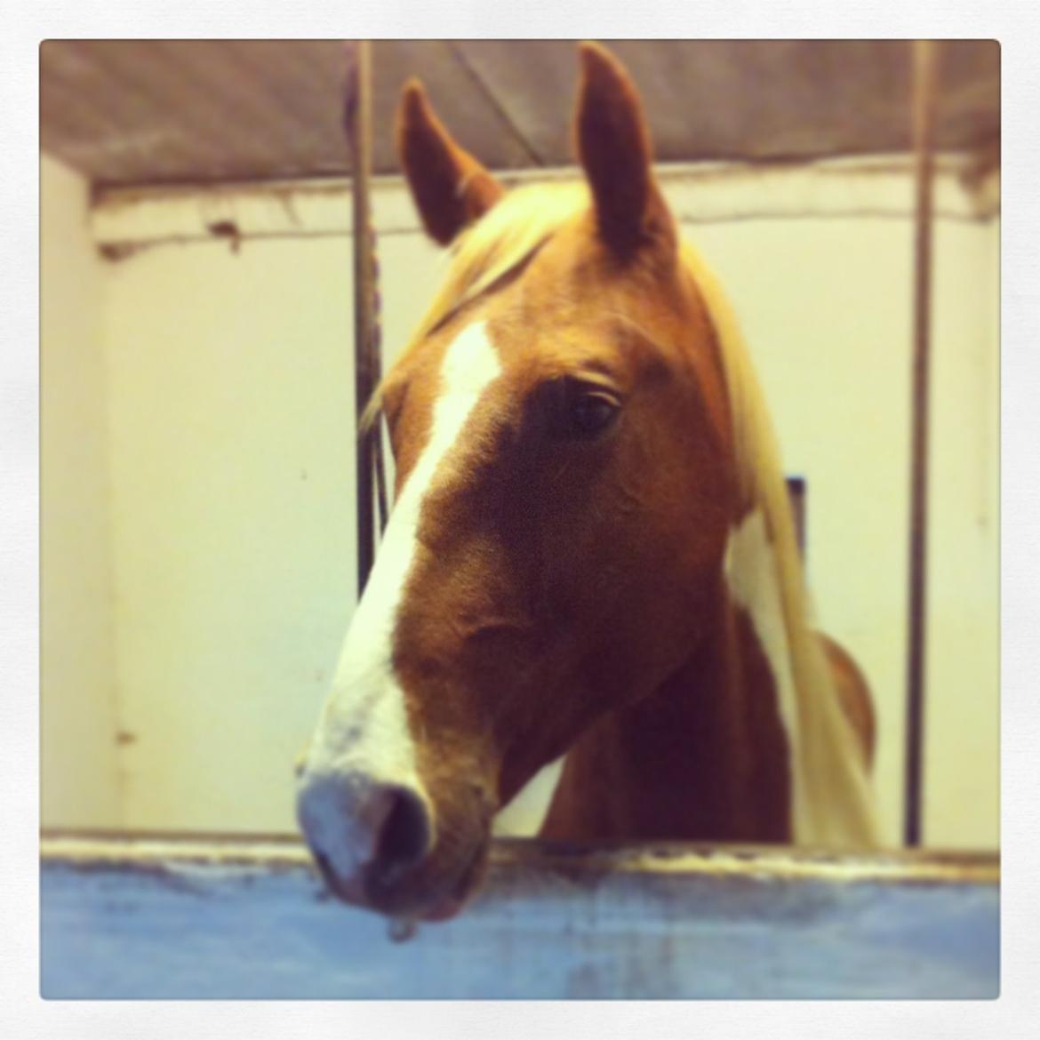 Pinto Claus billede 13