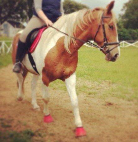 Pinto Claus billede 12