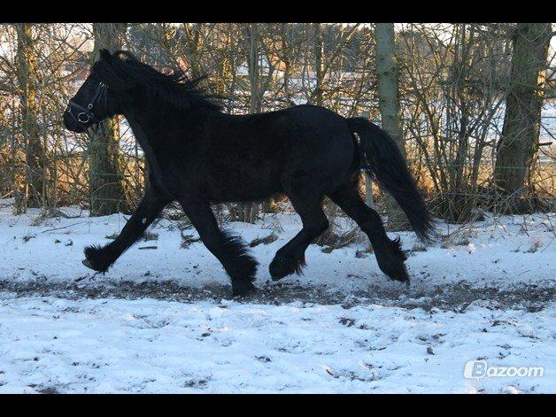 Fell pony Lars/Lasse - fri trav billede 2