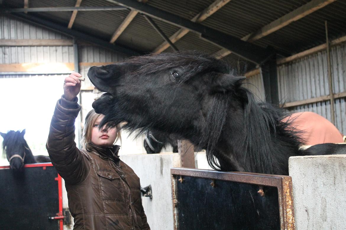 Fell pony Lars/Lasse - Smil du på:-)
 billede 3