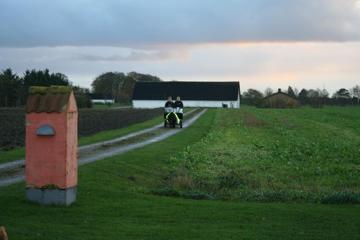 Shetlænder Bumle (fra "Cars") billede 2