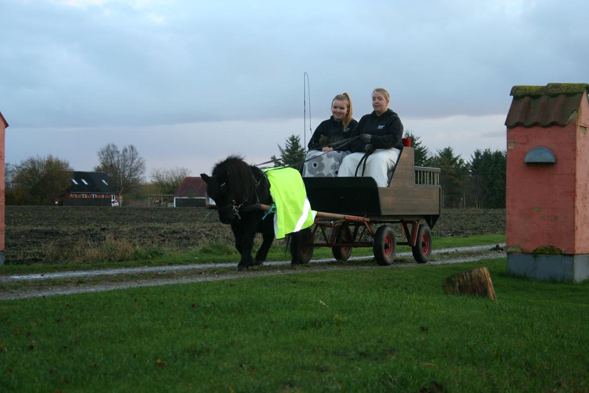 Shetlænder Bumle (fra "Cars") - November 2013 billede 1