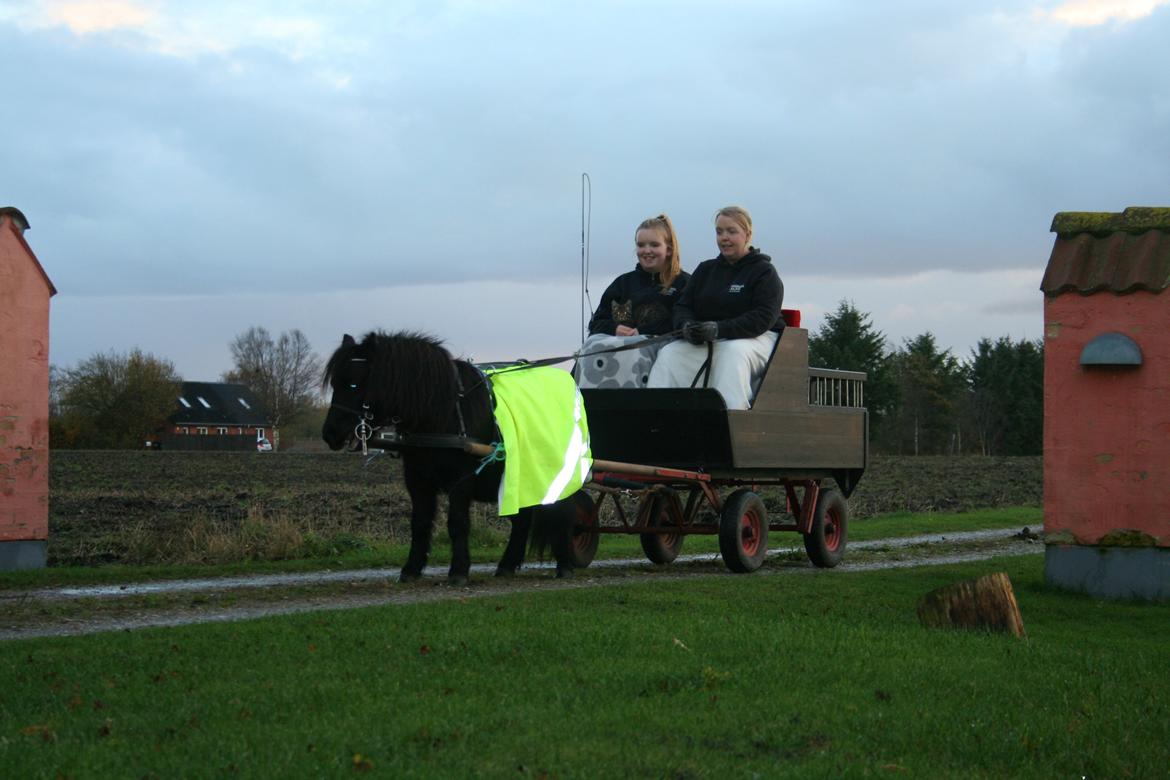 Shetlænder Bumle (fra "Cars") billede 3