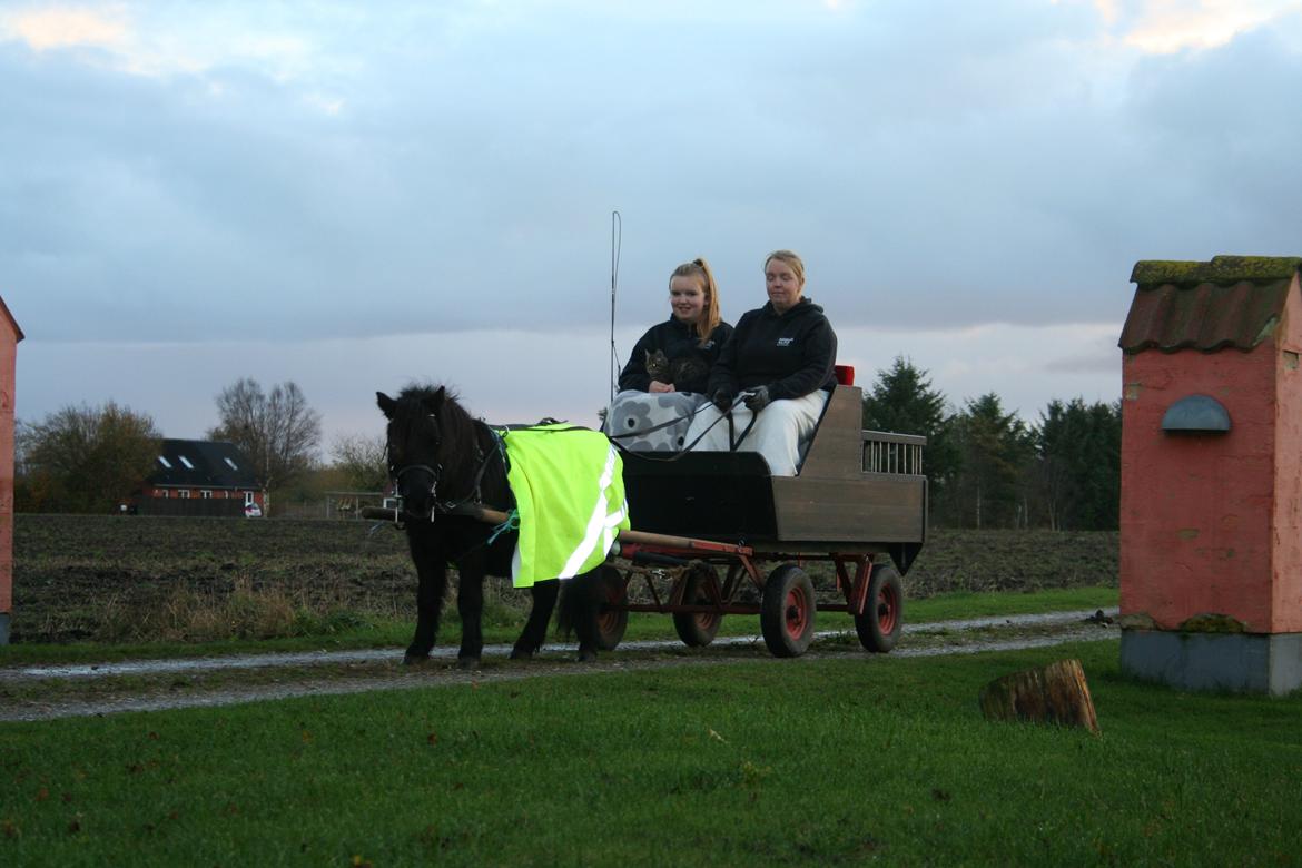 Shetlænder Bumle (fra "Cars") billede 4