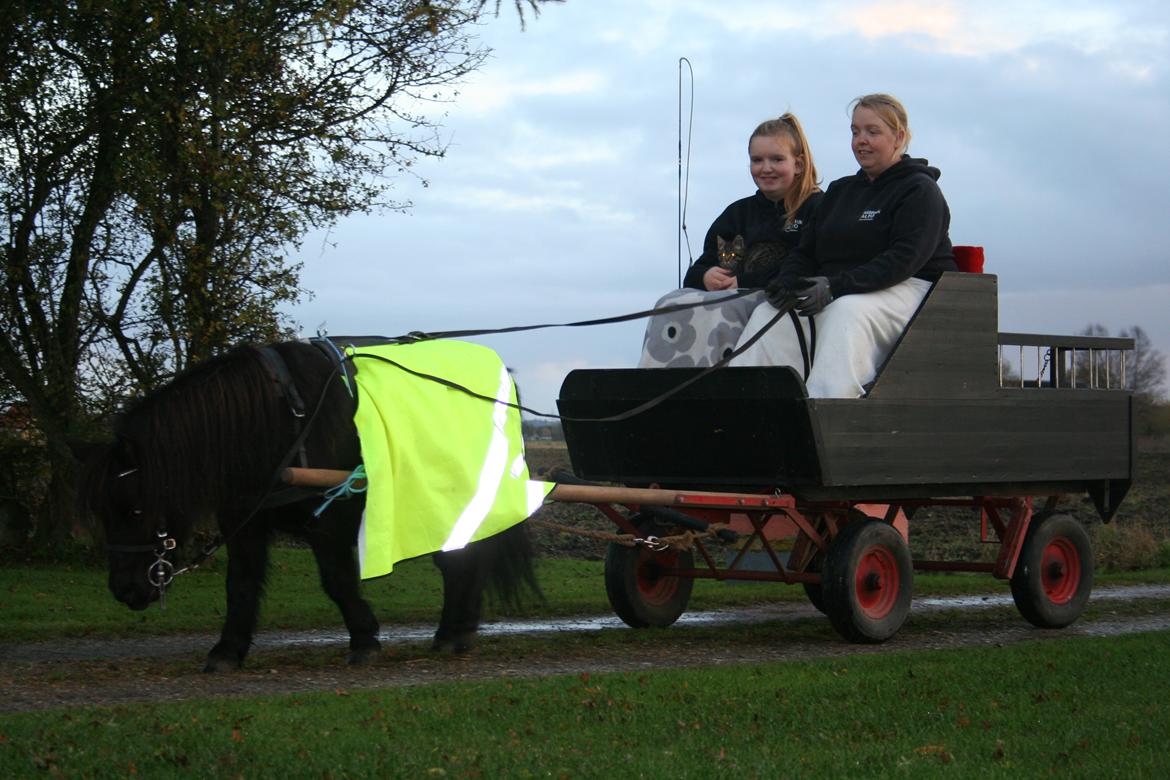 Shetlænder Bumle (fra "Cars") billede 5