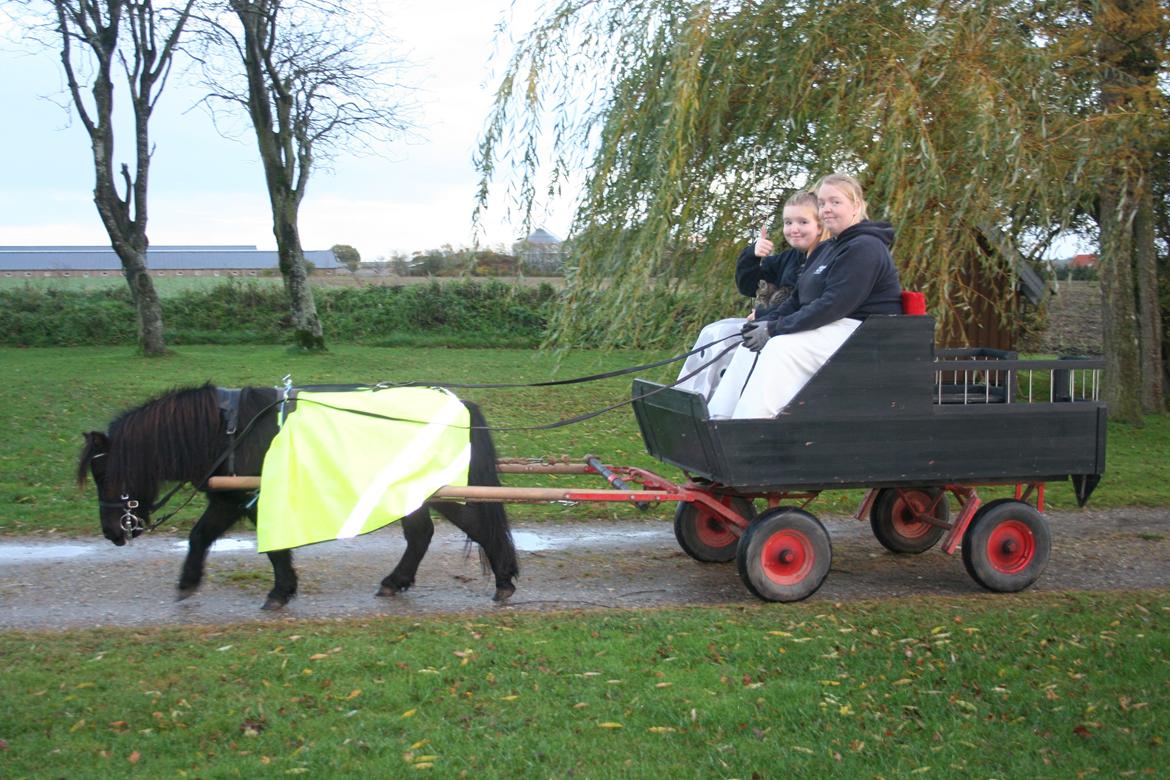 Shetlænder Bumle (fra "Cars") billede 6