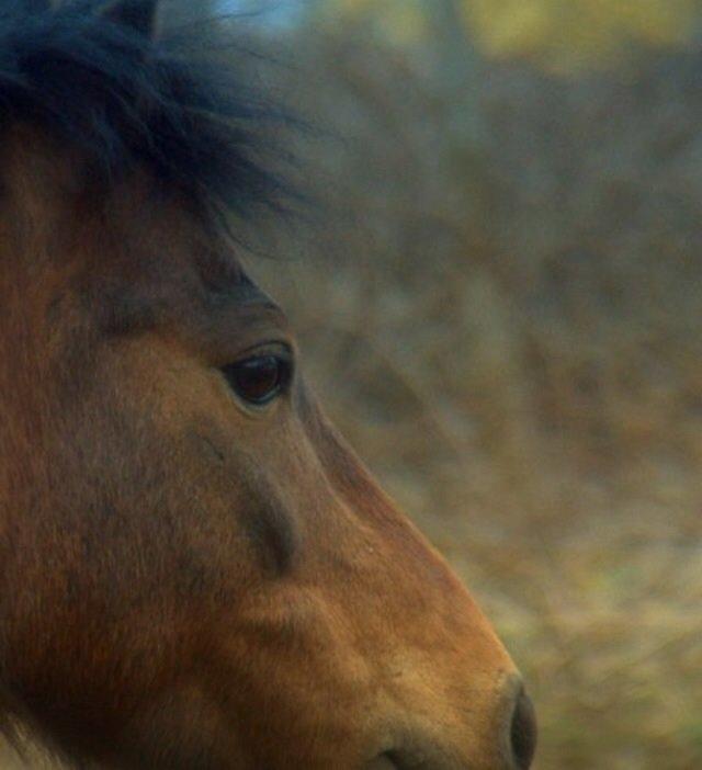 Dartmoor Karlsson billede 4