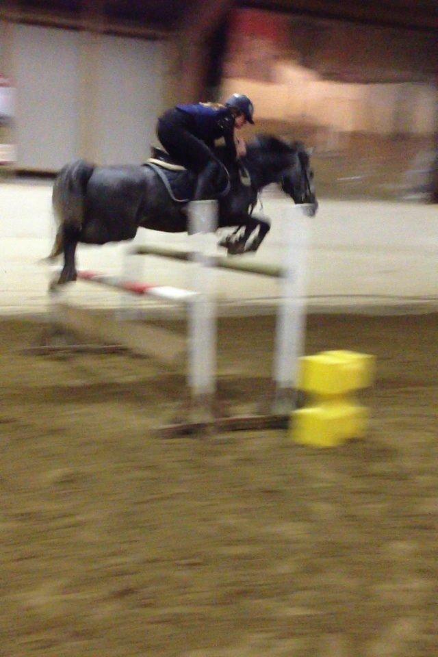 Anden særlig race Bækkeskovens Hurricane billede 9