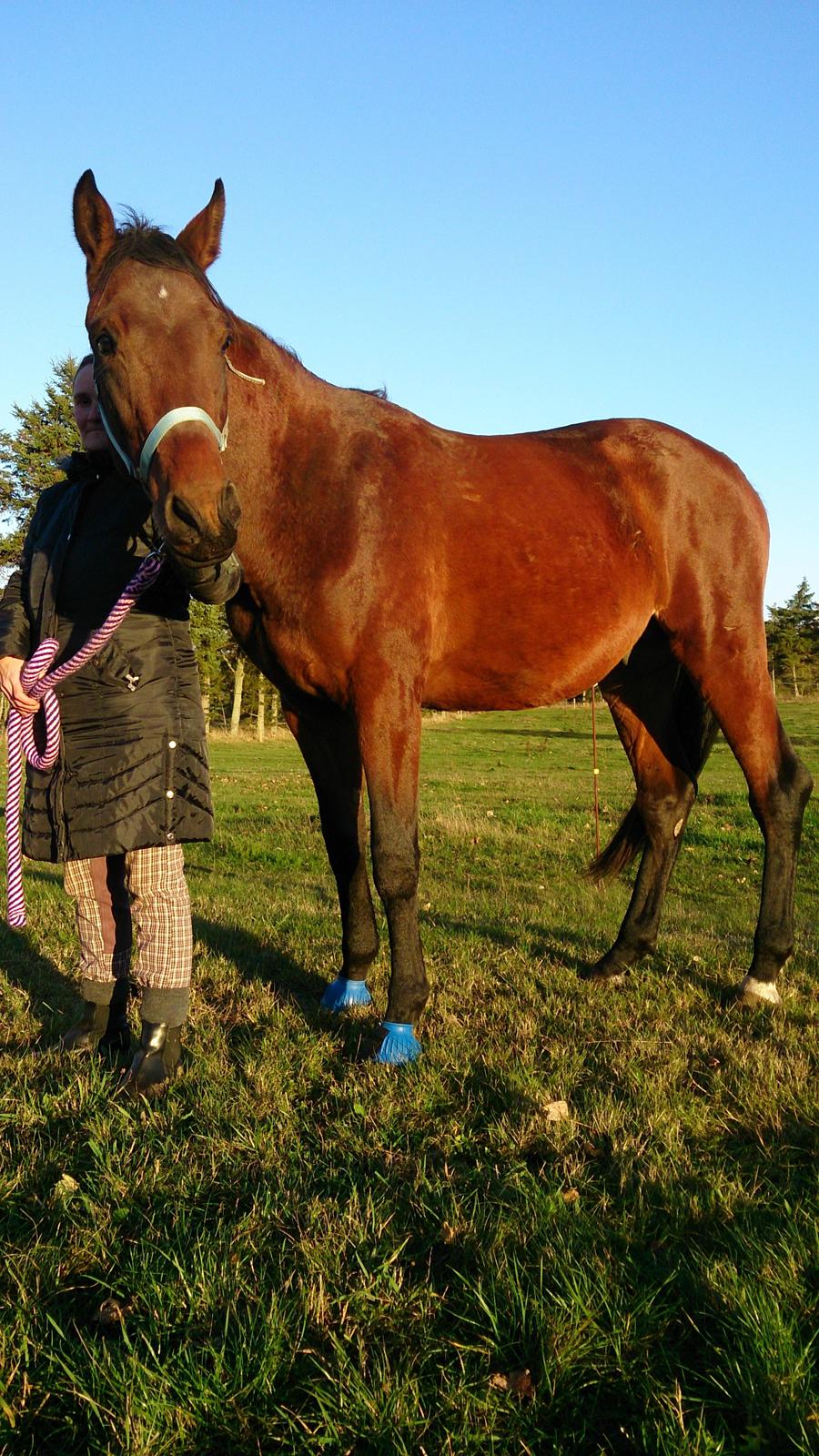Anden særlig race Kenzo billede 9