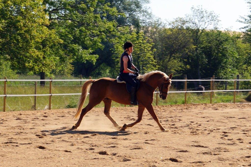 Anden særlig race Red Knight billede 13
