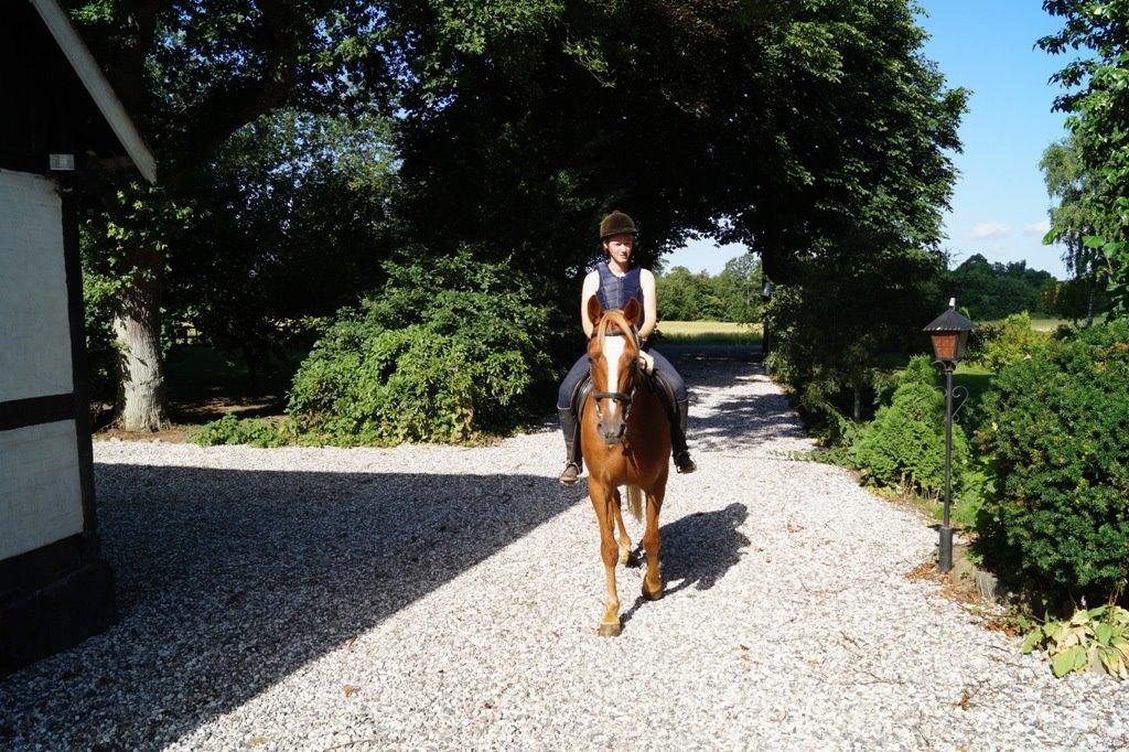 Anden særlig race Red Knight billede 14