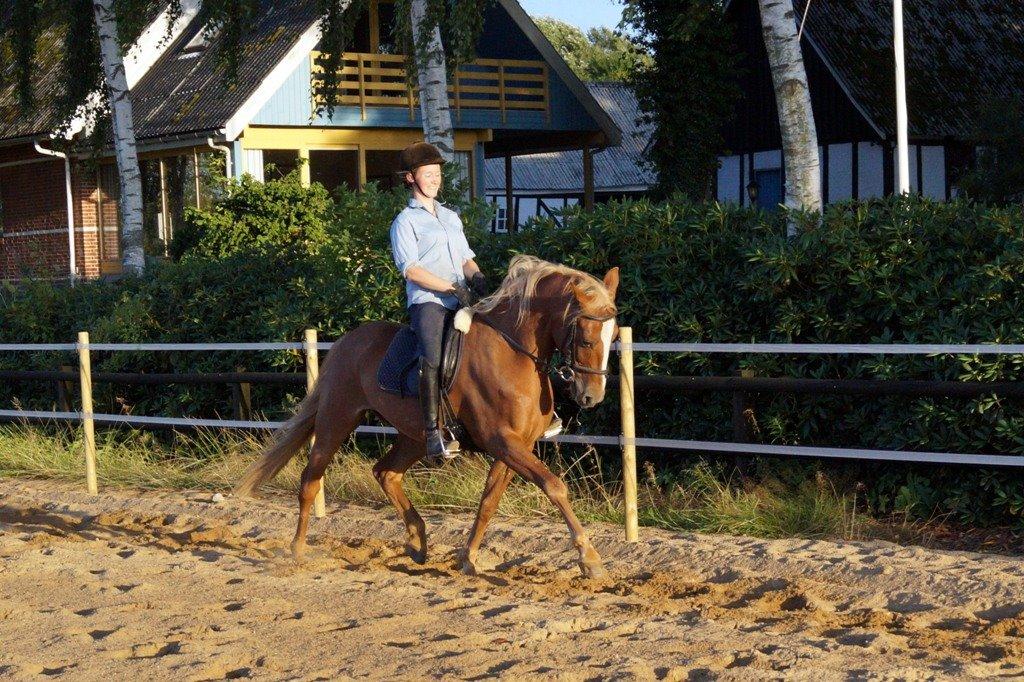 Anden særlig race Red Knight billede 5