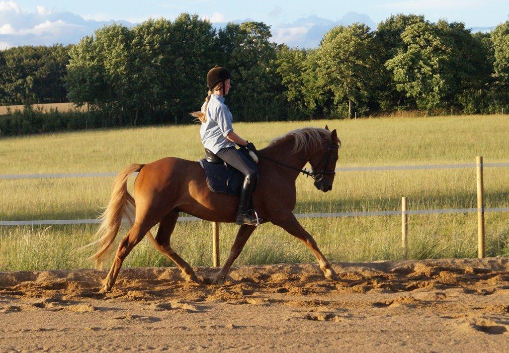 Anden særlig race Red Knight billede 3