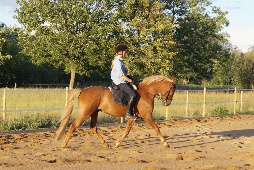 Anden særlig race Red Knight billede 6