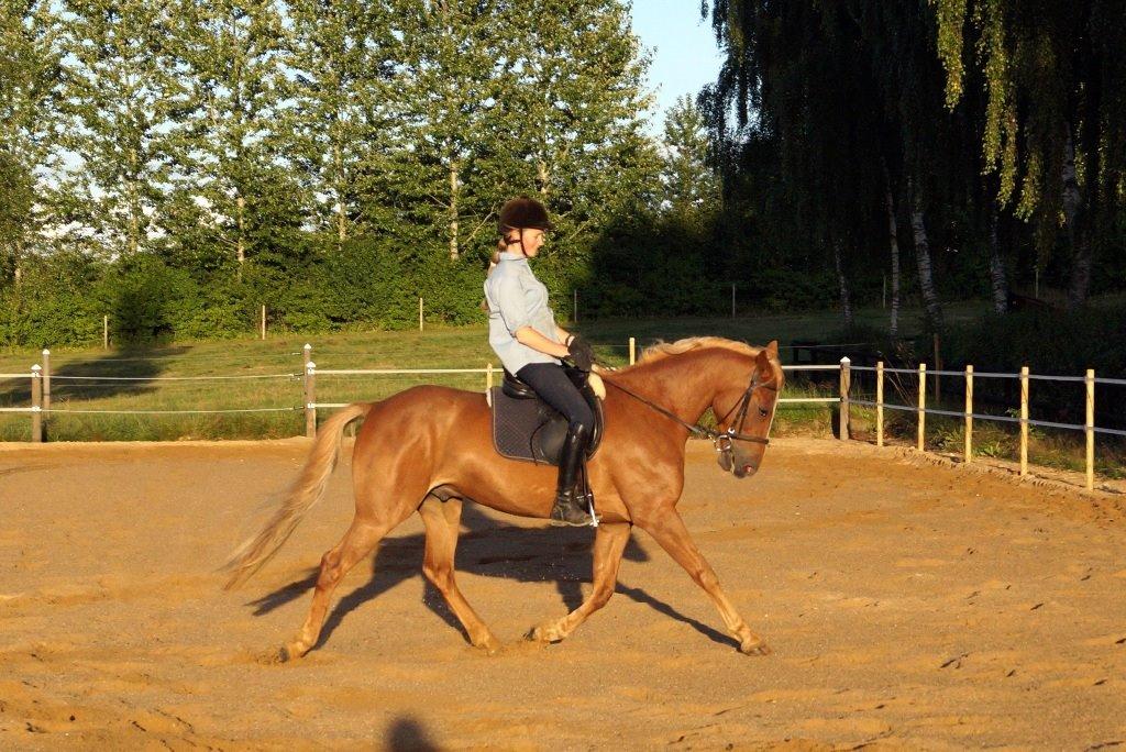 Anden særlig race Red Knight billede 2