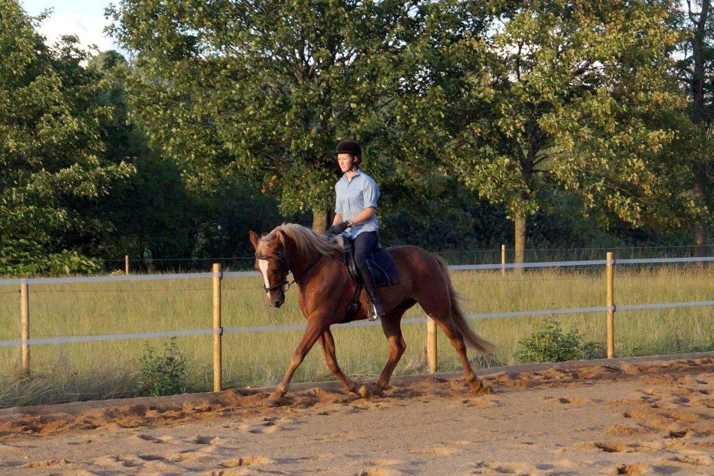 Anden særlig race Red Knight billede 7