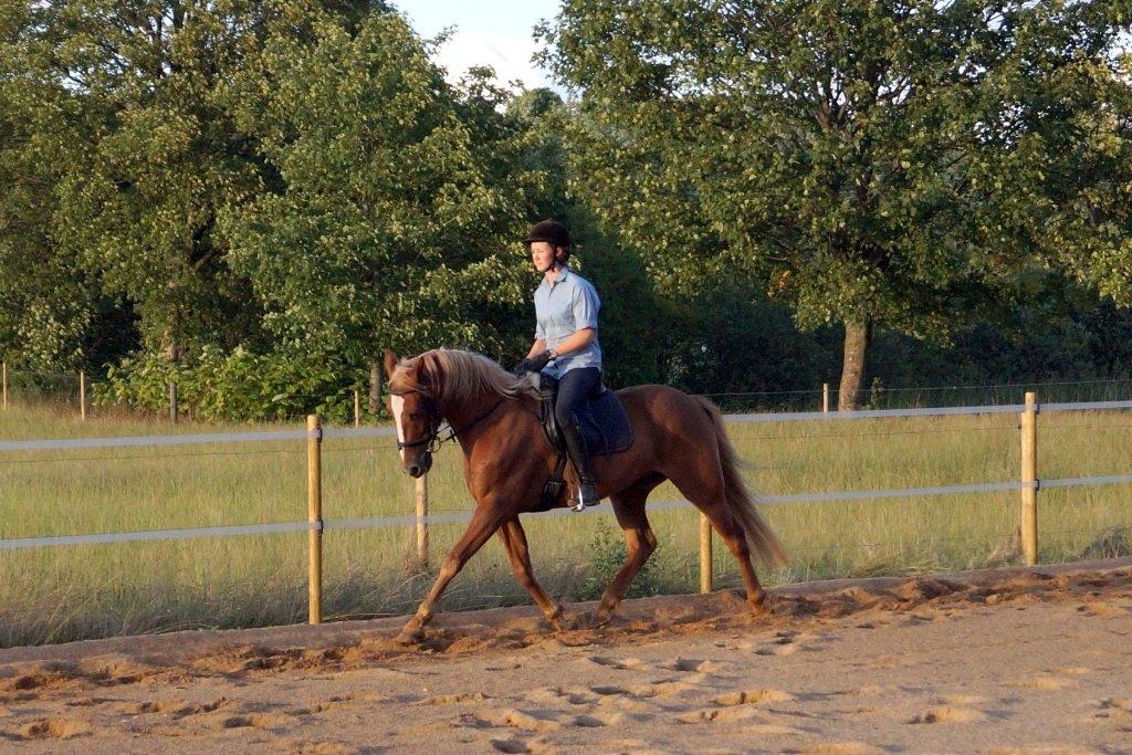 Anden særlig race Red Knight billede 4